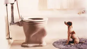 Задник к фильму "Мой пёс Скип" #436440