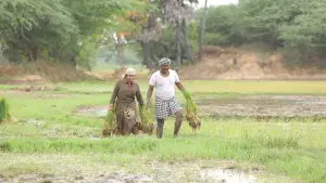 Задник к фильму "பைசன் காளமாடன்" #786350