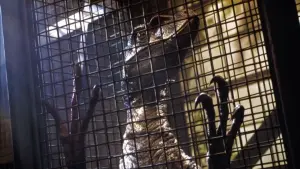 Задник к фильму "Парк Юрского периода 3" #301815