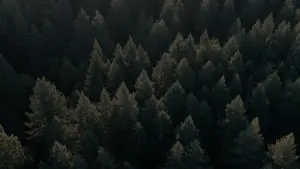 Задник к фильму "Свинья" #271705