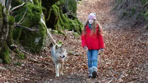 Задник к фильму "Мой волк" #237527