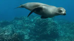 Задник к фильму "Sea Lions of the Galapagos" #719356