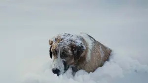 Задник к фильму "Зов предков" #207260