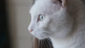 Задник к фильму "" #353358