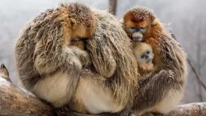 Задник к фильму "Рождённые в Китае" #436606