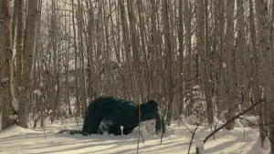 Задник к фильму "Опасный друг" #164091