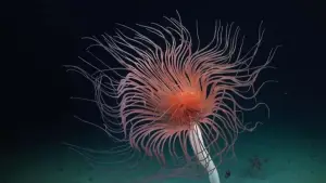 Задник к фильму "Abysses, la face cachée des océans" #915369