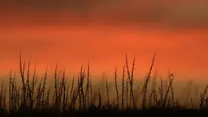 Задник к фильму "Волчья яма" #612968