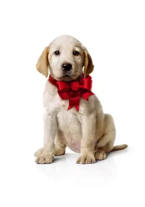 Постер к фильму "Марли и я" #744237