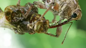 Задник к фильму "Le Chêne" #198305