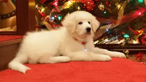 Задник к фильму "В поисках Санта Лапуса" #120575