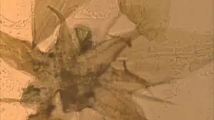 Задник к фильму "" #703588