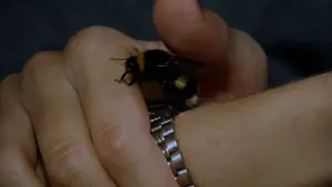 Задник к фильму "Феномен" #262588