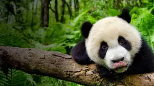 Задник к фильму "Земля: Один потрясающий день" #445261