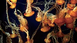 Задник к фильму "Голубая бездна" #481990