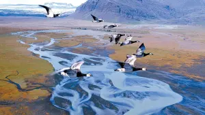 Задник к фильму "Птицы" #383832