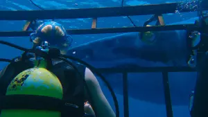 Задник к фильму "Синяя бездна" #338076