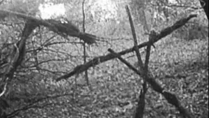 Задник к фильму "Ведьма из Блэр: Курсовая с того света" #697469