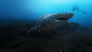 Задник к фильму "Лицом к лицу с акулами с Берти Грегори" #792996