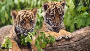 Задник к фильму "Два брата" #236782