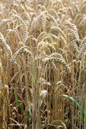 Постер к фильму "" #744207