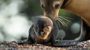 Задник к фильму "Sea Lions of the Galapagos" #719351