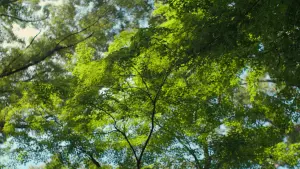 Задник к фильму "Идеальные дни" #442036