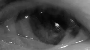 Задник к фильму "Земляничная поляна" #177600