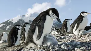 Задник к фильму "Земля: Один потрясающий день" #382404