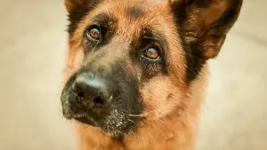 Видео к фильму Пальма | Пальма - Трейлер №1