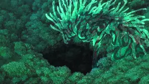 Задник к фильму "Принцесса Мононоке" #517469