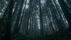 Задник к фильму "Выживший" #516968