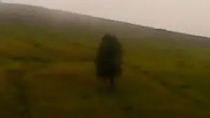 Задник к фильму "Сухой лист" #770902