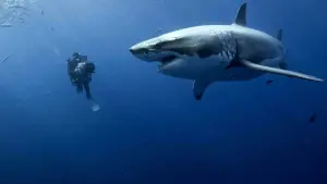 Задник к фильму "Океаны" #386999