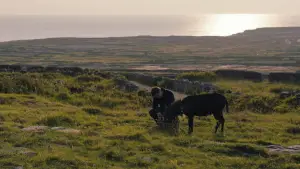 Задник к фильму "Банши Инишерина" #693703