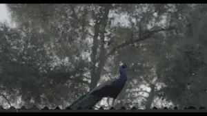 Задник к фильму "" #404801