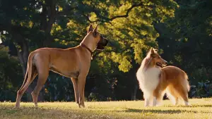 Задник к фильму "Мармадюк" #616758