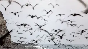 Задник к фильму "Индиана Джонс и последний крестовый поход" #601629