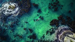 Задник к фильму "Мой учитель – осьминог" #382995