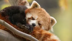 Задник к фильму "Рождённые в Китае" #436613