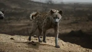 Задник к фильму "Король Лев" #581525