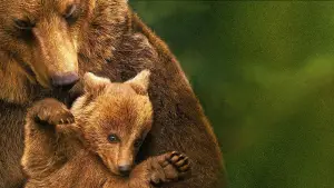 Задник к фильму "Медведи" #652499