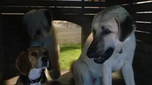 Задник к фильму "Кошки против собак" #331455