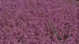 Задник к фильму "Штурмуя Вудсток" #648543