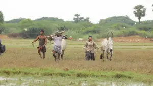 Задник к фильму "பைசன் காளமாடன்" #786332