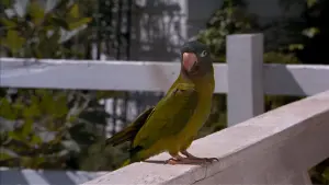 Задник к фильму "Поли" #383549