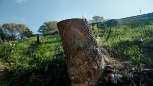 Задник к фильму "The Tree Economy" #775522