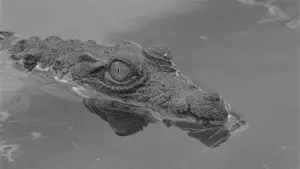 Задник к фильму "Табу" #451723