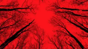 Задник к фильму "Ведьма из Блэр: Новая глава" #329256