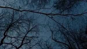 Задник к фильму "" #449447